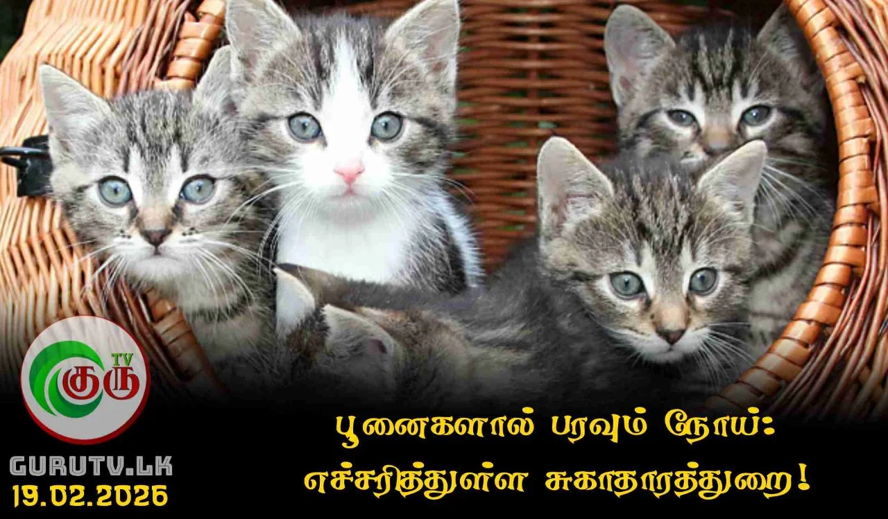 பூனைகளால் பரவும் நோய்: எச்சரித்துள்ள சுகாதாரத்துறை!