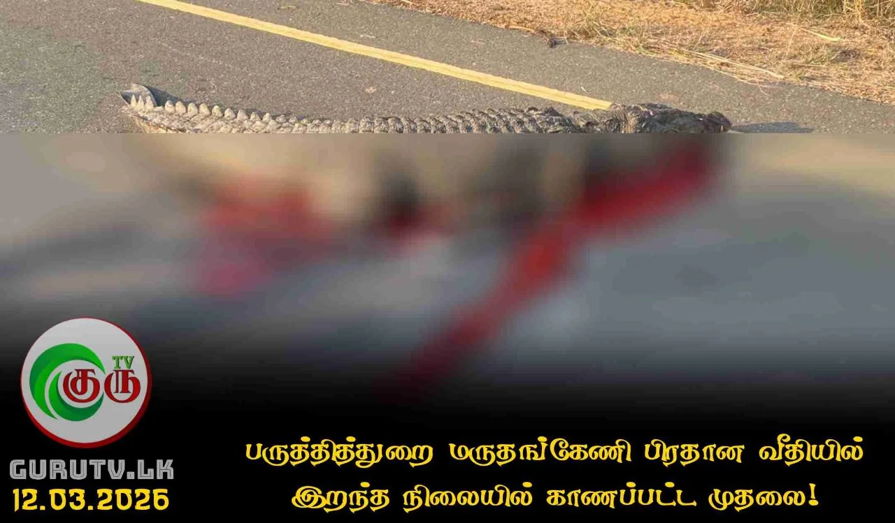 பருத்தித்துறை மருதங்கேணி பிரதான வீதியில் இறந்த நிலையில் காணப்பட்ட முதலை!