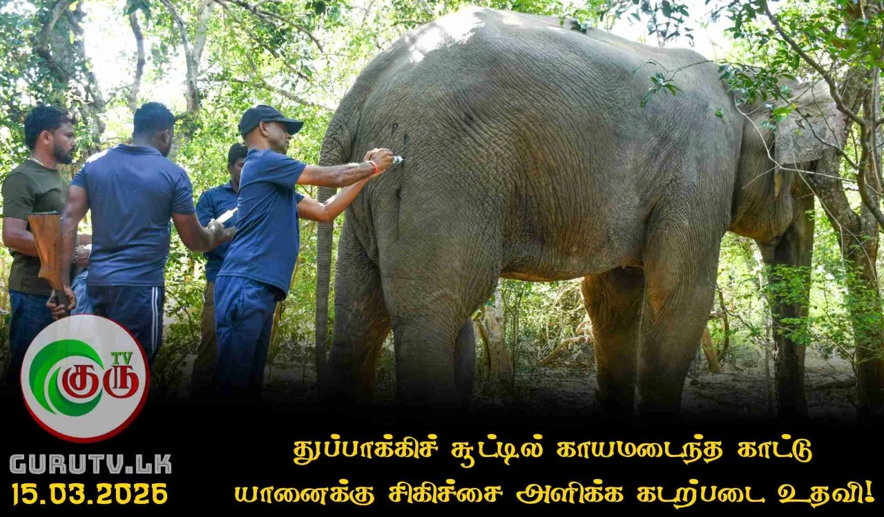 துப்பாக்கிச் சூட்டில் காயமடைந்த காட்டு யானைக்கு சிகிச்சை அளிக்க கடற்படை உதவி!