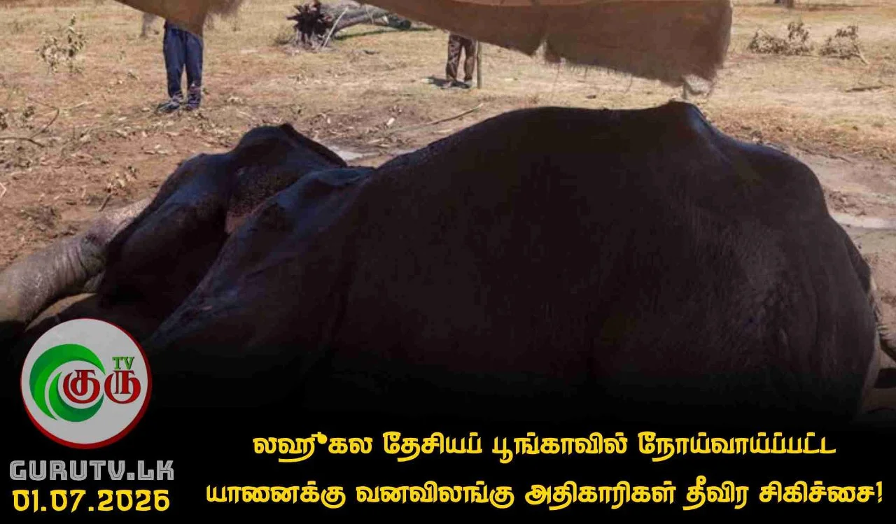 லஹுகல தேசியப் பூங்காவில் நோய்வாய்ப்பட்ட யானைக்கு வனவிலங்கு அதிகாரிகள் தீவிர சிகிச்சை!