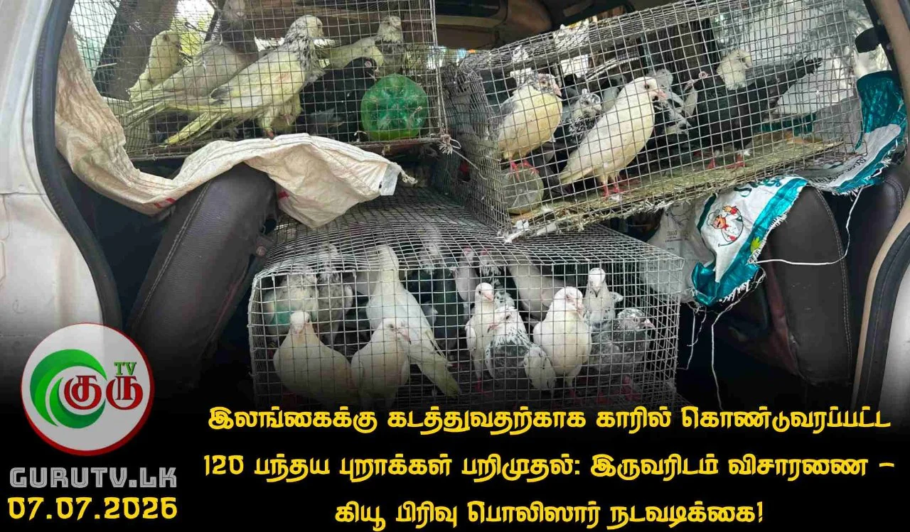 இலங்கைக்கு கடத்துவதற்காக காரில் கொண்டுவரப்பட்ட 120 பந்தய புறாக்கள் பறிமுதல்: இருவரிடம் விசாரணை- கியூ பிரிவு பொலிஸார் நடவடிக்கை!