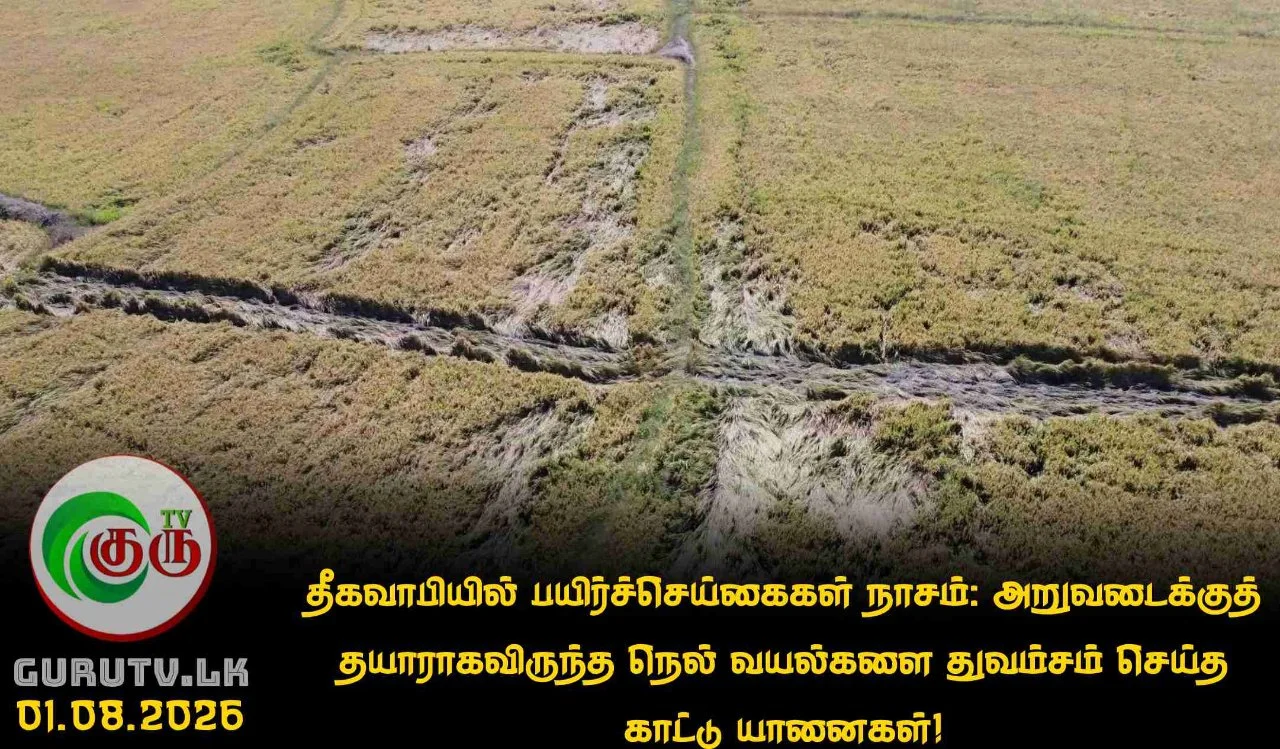 தீகவாபியில் பயிர்ச்செய்கைகள் நாசம்: அறுவடைக்குத் தயாராகவிருந்த நெல் வயல்களை துவம்சம் செய்த காட்டு யானைகள்!