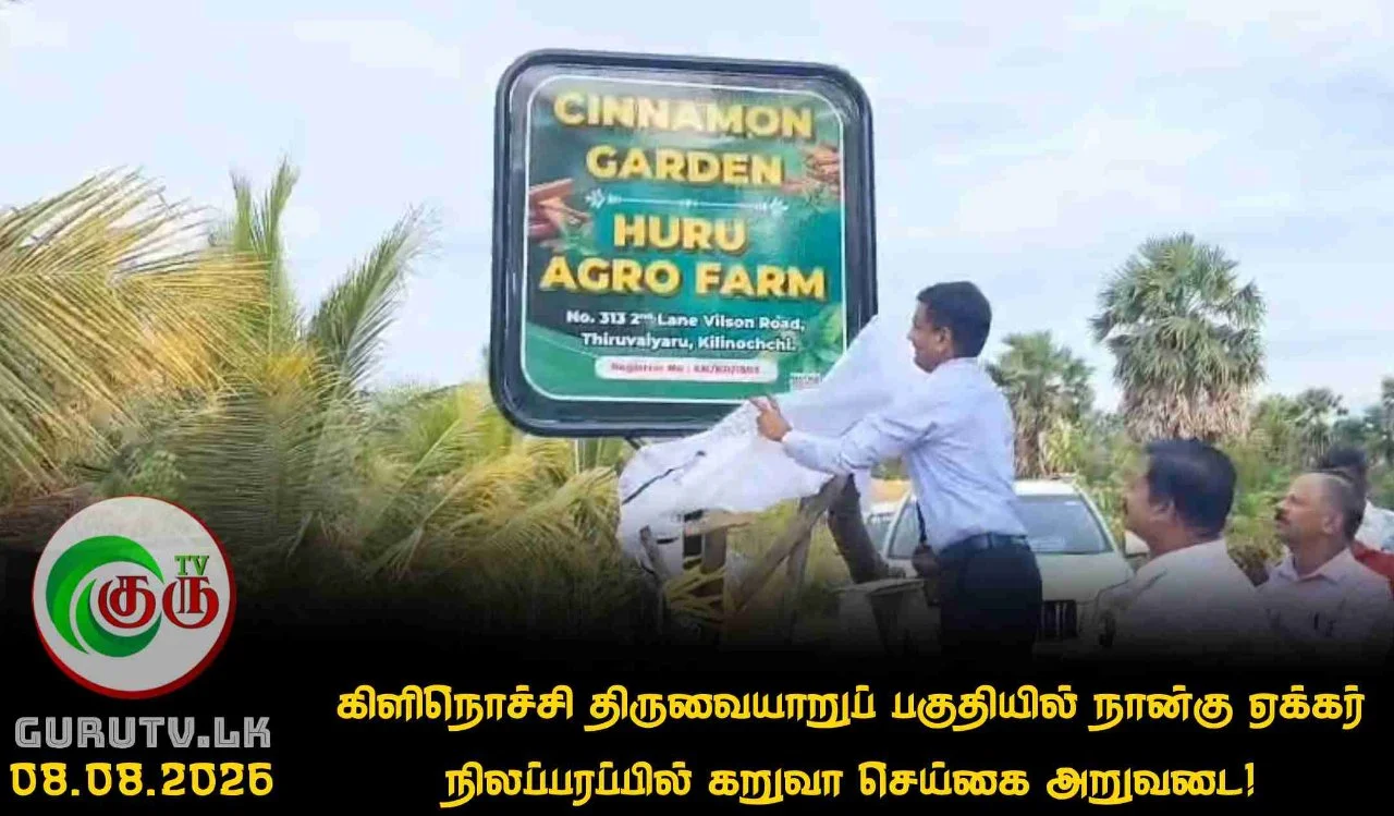 கிளிநொச்சி திருவையாறுப் பகுதியில் நான்கு ஏக்கர் நிலப்பரப்பில் கறுவா செய்கை அறுவடை!