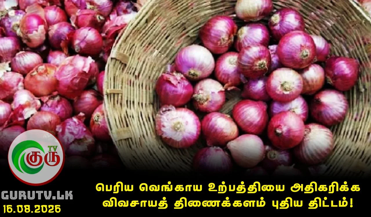பெரிய வெங்காய உற்பத்தியை அதிகரிக்க விவசாயத் திணைக்களம் புதிய திட்டம்