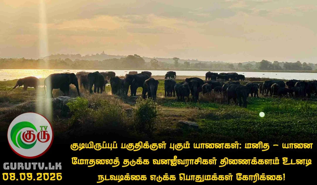 குடியிருப்புப் பகுதிக்குள் புகும் யானைகள்: மனித - யானை மோதலைத் தடுக்க வனஜீவராசிகள் திணைக்களம் உடனடி நடவடிக்கை எடுக்க பொதுமக்கள் கோரிக்கை!
