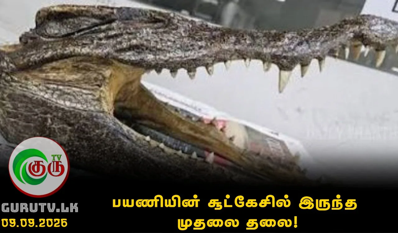 பயணியின் சூட்கேசில் இருந்த முதலை தலை!