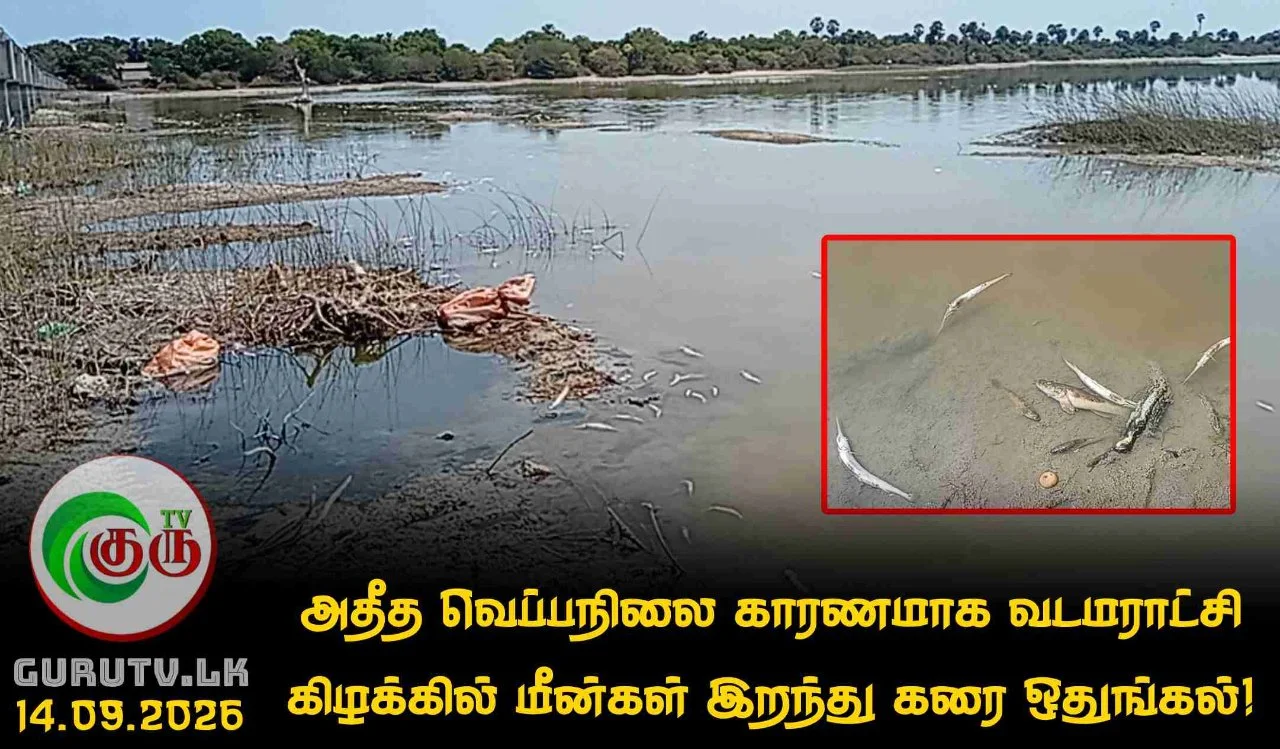 அதீத வெப்பநிலை காரணமாக வடமராட்சி கிழக்கில் மீன்கள் இறந்து கரை ஒதுங்கல்!
