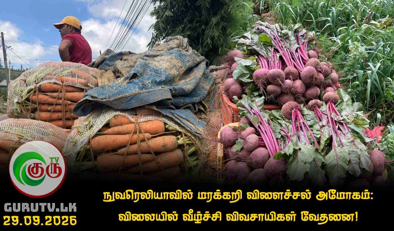 நுவரெலியாவில் மரக்கறி விளைச்சல் அமோகம்: விலையில் வீழ்ச்சி விவசாயிகள் வேதனை!