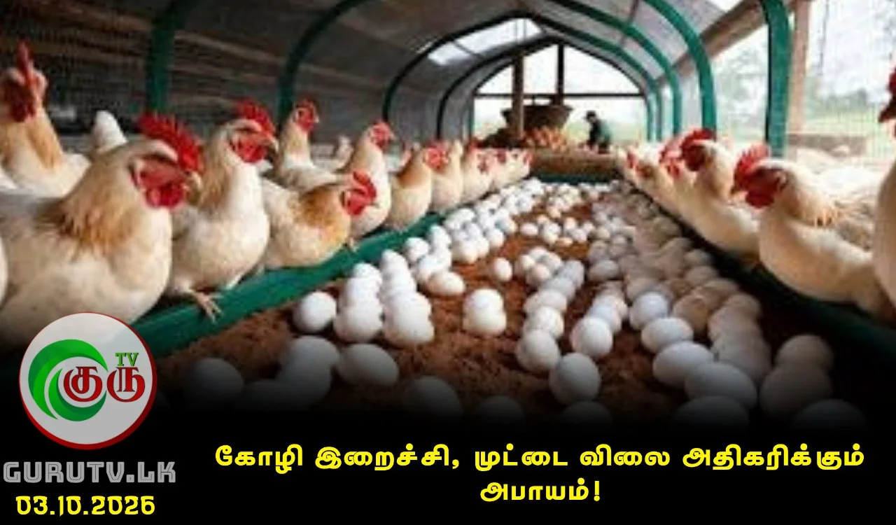 கோழி இறைச்சி, முட்டை விலை அதிகரிக்கும் அபாயம்!