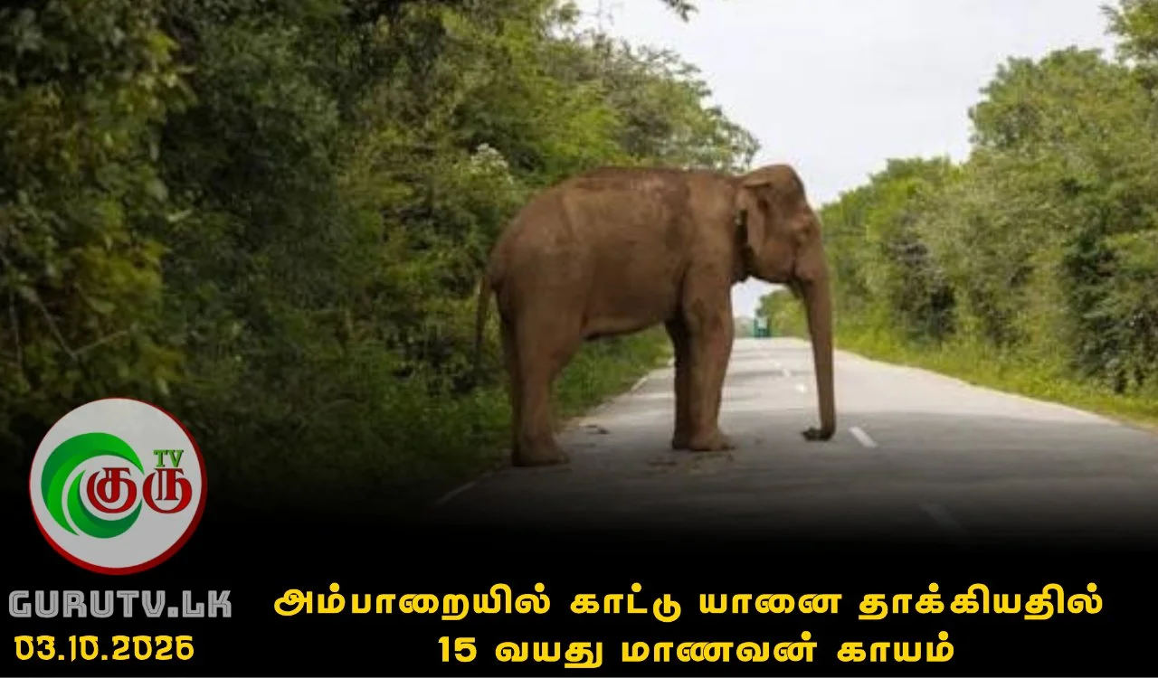 அம்பாறையில் காட்டு யானை தாக்கியதில் 15 வயது மாணவன் காயம்