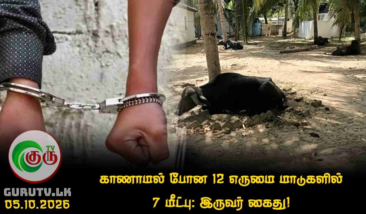 காணாமல் போன 12 எருமை மாடுகளில் 7 மீட்பு: இருவர் கைது!
