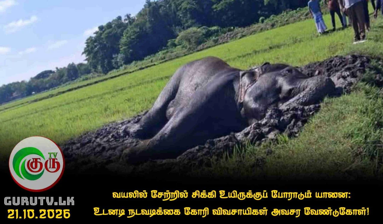 வயலில் சேற்றில் சிக்கி உயிருக்குப் போராடும் யானை: உடனடி நடவடிக்கை கோரி விவசாயிகள் அவசர வேண்டுகோள்!