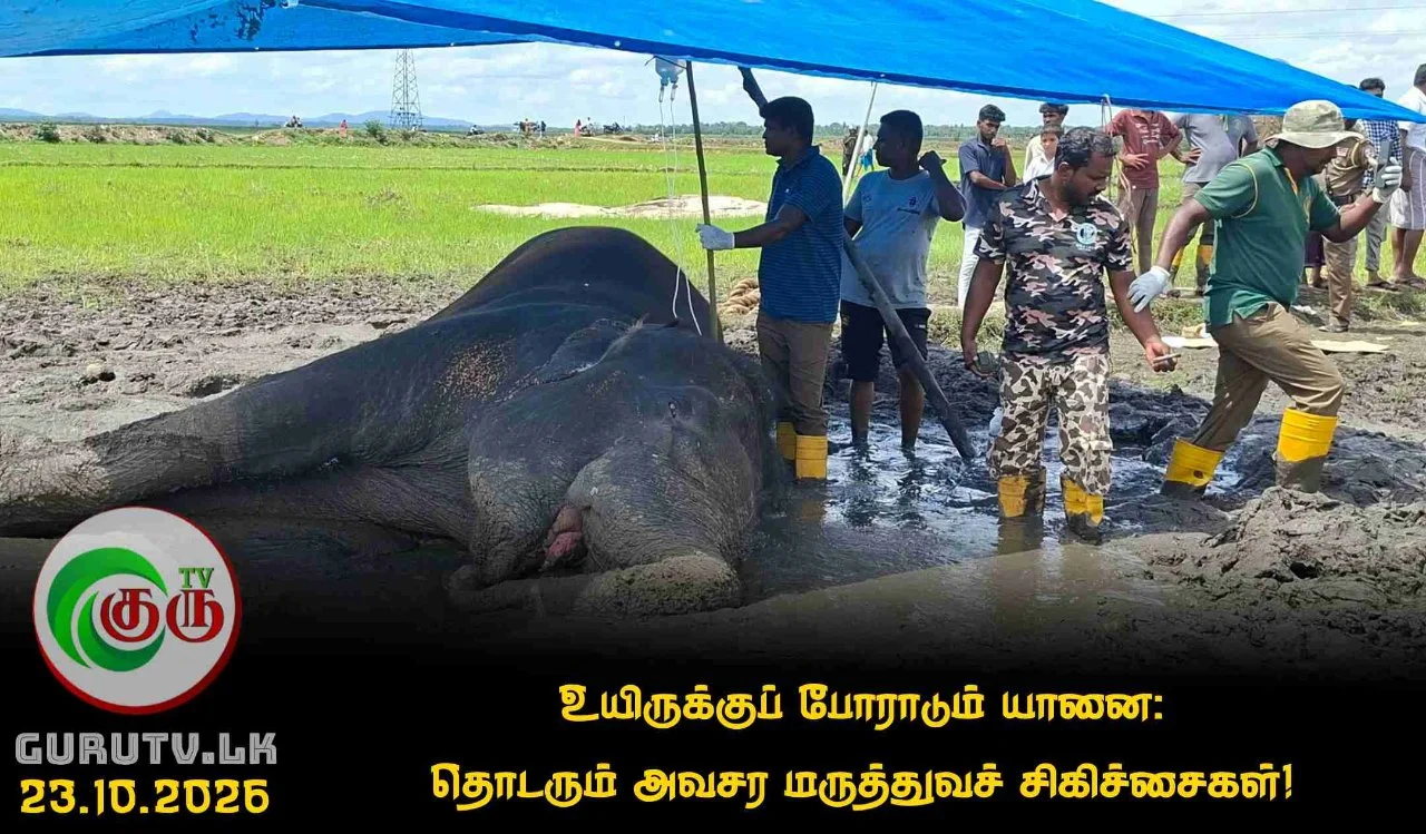 உயிருக்குப் போராடும் யானை: தொடரும் அவசர மருத்துவச் சிகிச்சைகள்!