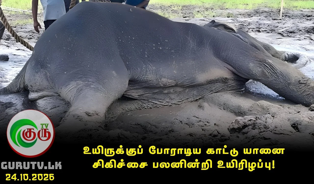 உயிருக்குப் போராடிய காட்டு யானை சிகிச்சை பலனின்றி உயிரிழப்பு!
