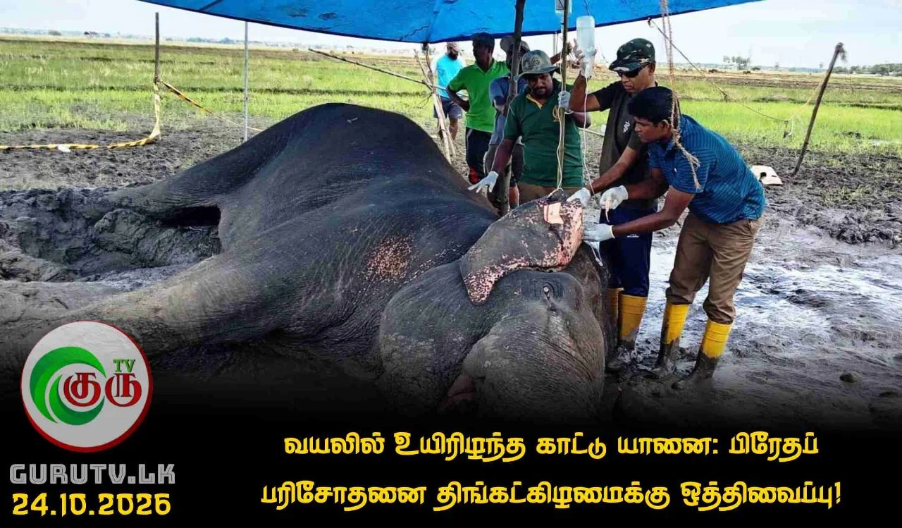 வயலில் உயிரிழந்த காட்டு யானை: பிரேதப் பரிசோதனை திங்கட்கிழமைக்கு ஒத்திவைப்பு!
