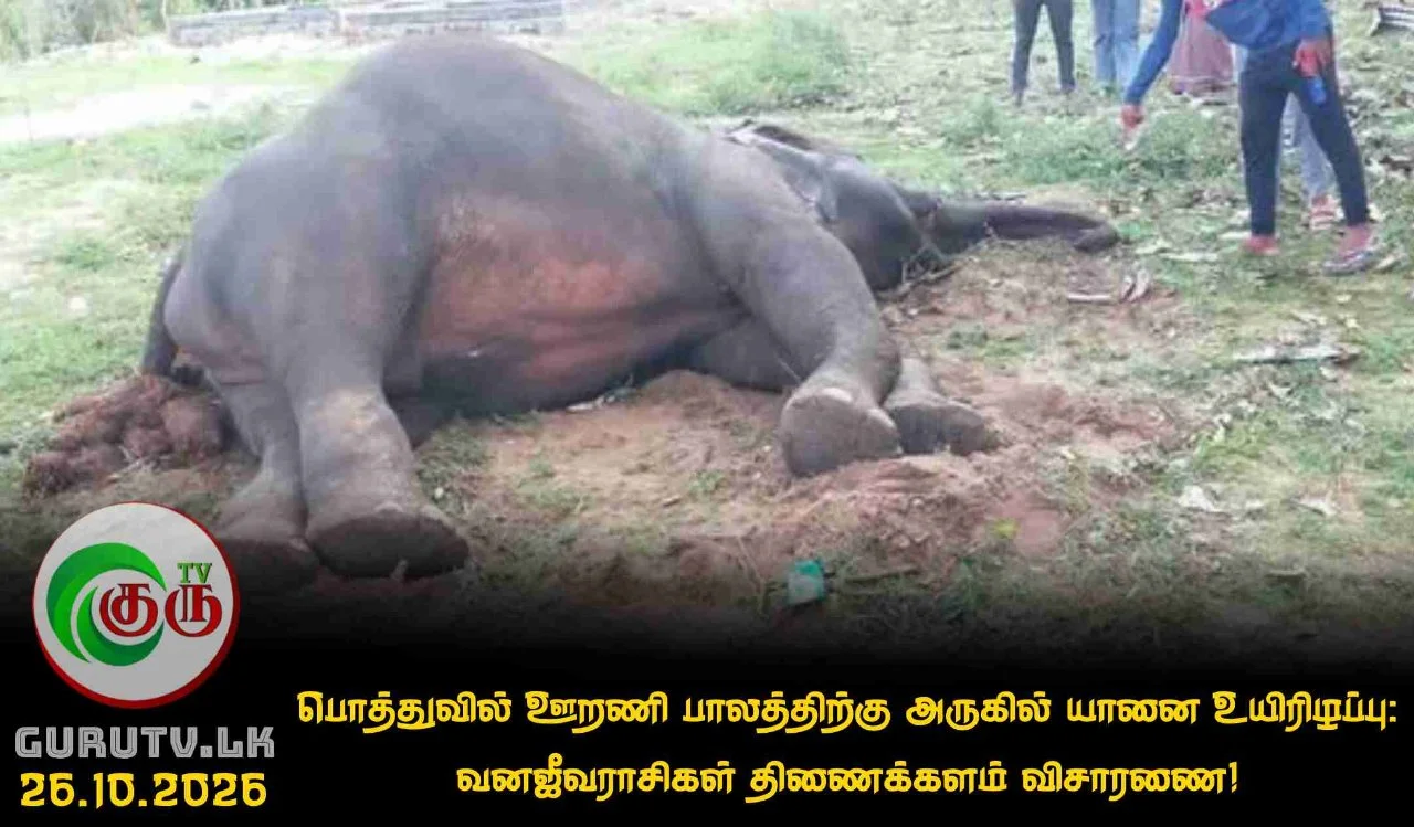 பொத்துவில் ஊறணி பாலத்திற்கு அருகில் யானை உயிரிழப்பு: வனஜீவராசிகள் திணைக்களம் விசாரணை!