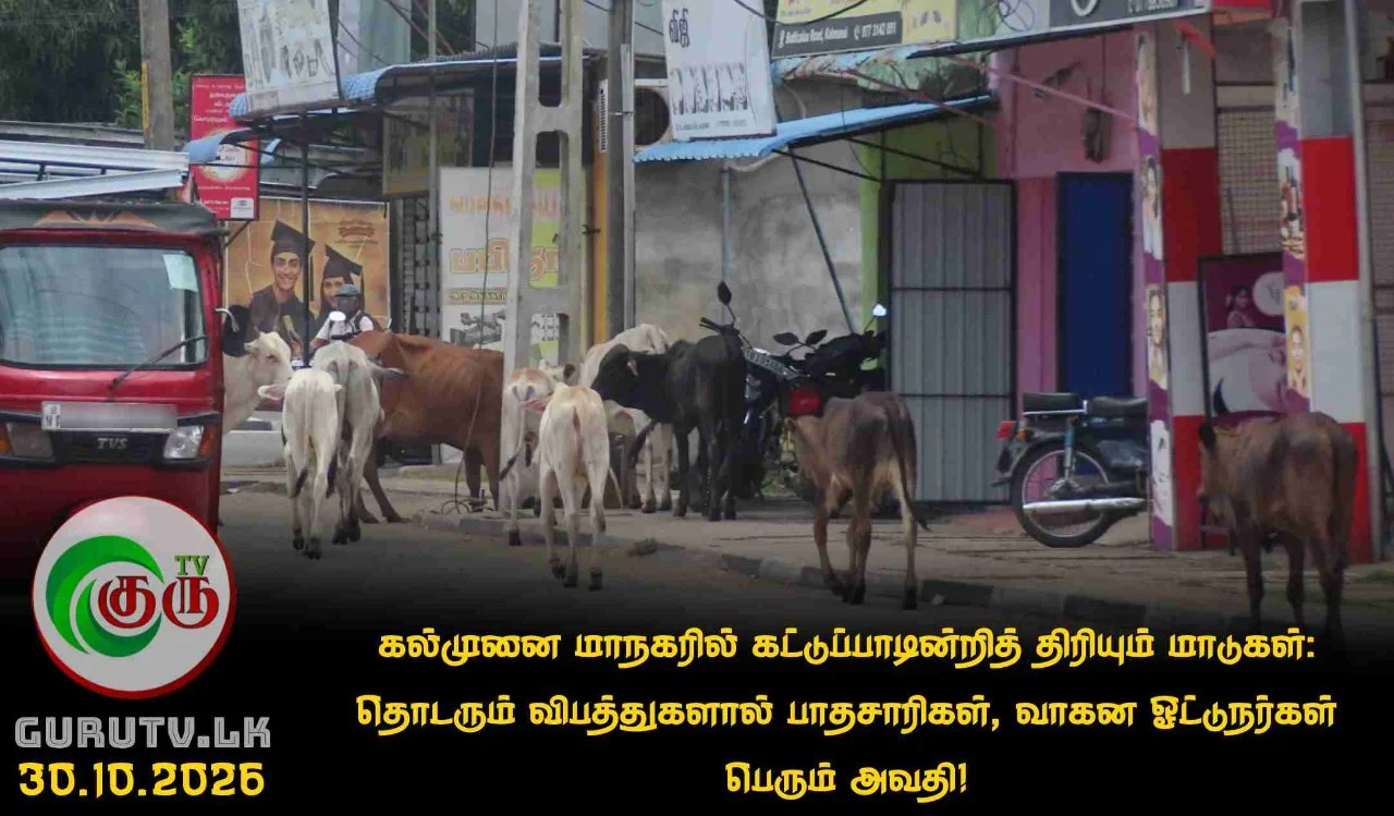 கல்முனை மாநகரில் கட்டுப்பாடின்றித் திரியும் மாடுகள்: தொடரும் விபத்துகளால் பாதசாரிகள், வாகன ஓட்டுநர்கள் பெரும் அவதி!