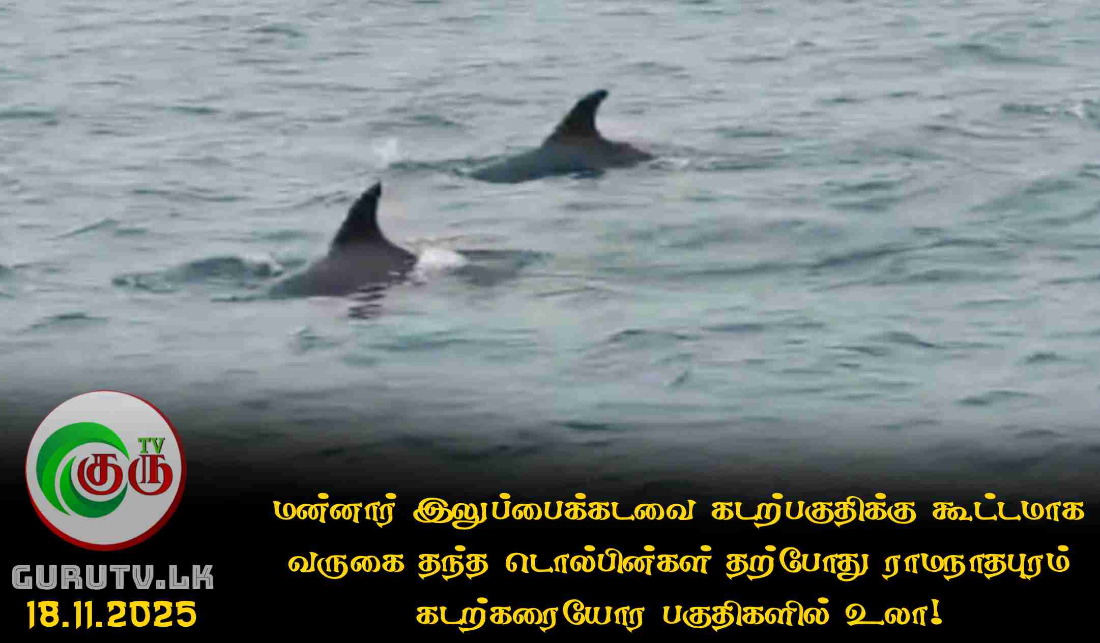 மன்னார் இலுப்பைக்கடவை கடற்பகுதிக்கு கூட்டமாக வருகை தந்த டொல்பின்கள் தற்போது ராமநாதபுரம் கடற்கரையோர பகுதிகளில் உலா!