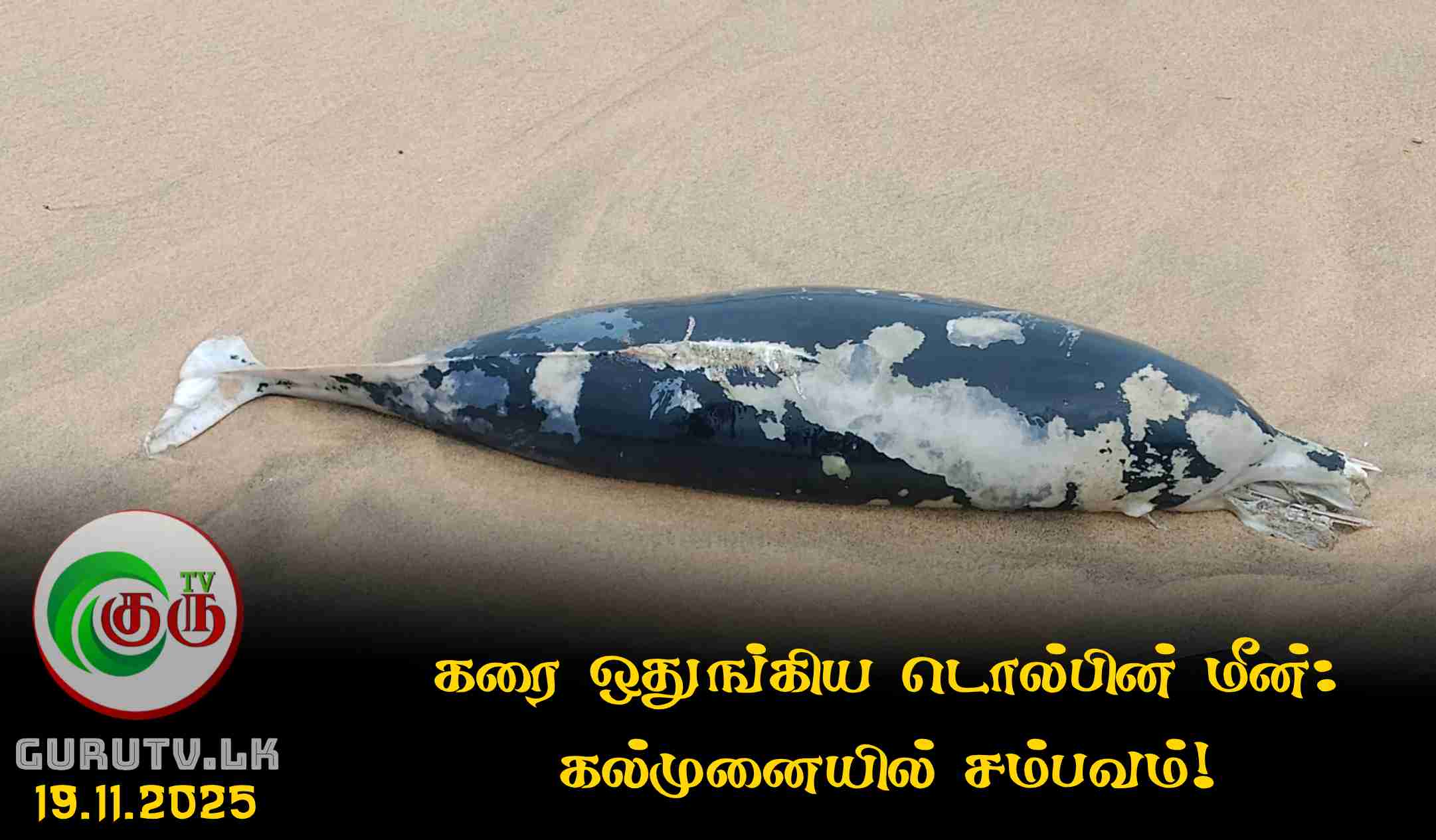 கரை ஒதுங்கிய டொல்பின் மீன்: கல்முனையில் சம்பவம்!